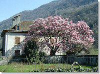 Magnolia du clos du village